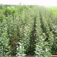 長(zhǎng)期供應(yīng)棗樹苗、蘋果苗、山楂苗、山楂果、花椒苗