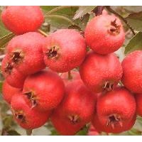 山西山楂苗種植基地、山楂果批發(fā)