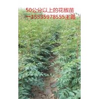 花椒苗 油松 白皮松 山楂樹 桃樹 核桃苗 蘋果苗等