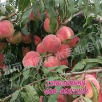 映霜紅桃苗供應(yīng)批發(fā)