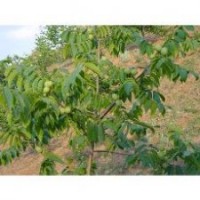 核桃苗產(chǎn)地 品種核桃苗 結(jié)果核桃樹