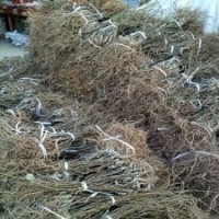 上虞紅心獼猴桃苗木 紅心獼猴桃樹苗價(jià)格