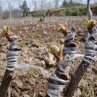 浙江上虞紅心獼猴桃之鄉(xiāng)樹苗價(jià)格 紅陽獼猴桃種植技術(shù)