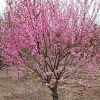 杏樹苗哪有；批發(fā)杏樹苗；杏樹苗價(jià)格