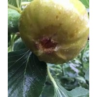 無花果鮮食苗品種