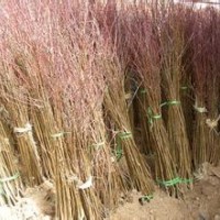 供1、2、3公分杏樹苗