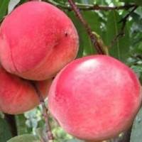 供應(yīng)桃樹苗 桃樹苗種植管理技術(shù)