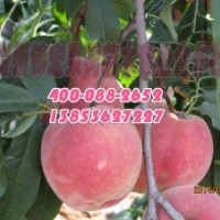 金秋紅蜜桃苗哪家好