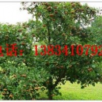 8-9-10公分櫻桃樹(shù)-9公分櫻桃樹(shù)-10公分櫻桃樹(shù)