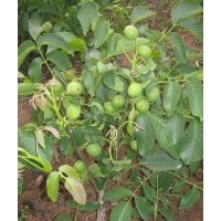 山西核桃樹 山楂樹 山楂樹 蘋果樹批發(fā)