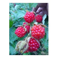 樹莓苗 豐滿紅