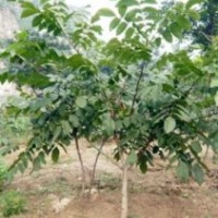 文玩核桃苗基地 低價批發(fā)1-5年生樹 保成活