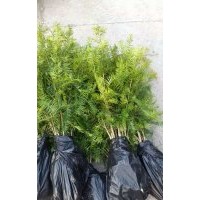 香榧2年草苗 香榧苗