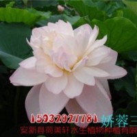 荷花苗基地,荷花,荷美軒