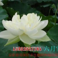 荷花,荷美軒,荷花