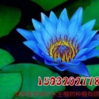 睡蓮苗價格_睡蓮_荷美軒(多圖)