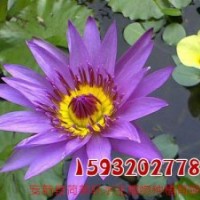 睡蓮、荷美軒、睡蓮基地