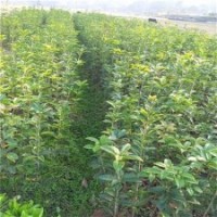 濰坊桂花苗,利源桂花,桂花苗之鄉(xiāng)