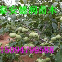 魯光核桃苗 魯光核桃苗基地 批發(fā)