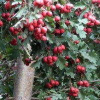 供應山楂樹苗，板栗苗，蘋果苗