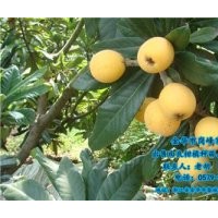 由良柑橘種苗供貨商、普洱由良柑橘種苗、崗峰農(nóng)場評價