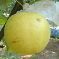 湖北果樹苗_武漢梨苗_購買梨苗