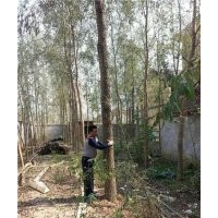 煙臺竹柳,峻峰竹柳,竹柳用途