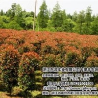 紅楠價(jià)格、黑龍江紅楠、十里豐農(nóng)場有口皆碑(多圖)