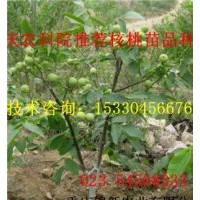 云陽川香核桃苗基地 云陽川香核桃苗批發(fā) 云陽川香核桃苗價格