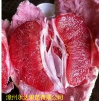 供應(yīng)正宗平和三紅蜜柚苗、紅肉蜜柚苗，黃金蜜柚苗，果苗批發(fā)