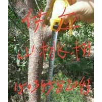 供應(yīng)山楂樹，8一20公分山楂樹