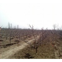 大量出售蘋果苗杏樹苗核桃樹