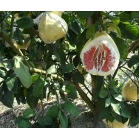 紅肉蜜柚、黃金蜜柚