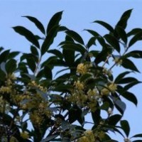 山西桂花樹(shù)苗,莎莎園藝,桂花樹(shù)苗苗圃