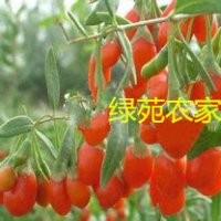 供應(yīng)枸杞樹苗