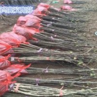 金華無花果苗基地|金華無花果苗|小葉無花果專業(yè)種植(多圖)