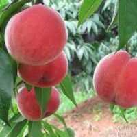 晚熟桃樹(shù)苗