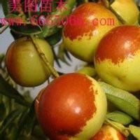 晚熟沾化冬棗棗樹苗