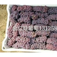 吉林營(yíng)養(yǎng)缽金紅娃葡萄苗，沈陽(yáng)新民金紅娃葡萄苗快苗