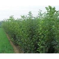 山楂苗 山楂苗價(jià)格