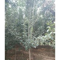 北美海棠,星衛(wèi)北美海棠,北美海棠綠化苗