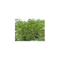 櫻桃苗棗樹苗梨樹苗柿子苗