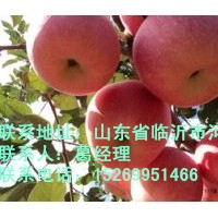 蘋果苗，柱狀蘋果苗，m739蘋果苗，各種蘋果苗