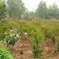 瀅涵苗木中心、百日紅、20公分直徑百日紅價(jià)格