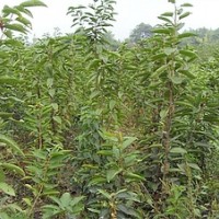 供應(yīng)葡萄苗