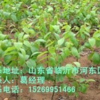 臨沂核桃苗，核桃苗價(jià)格，核桃苗批發(fā)