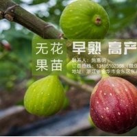 無花果苗,<惠星農(nóng)場>,金華無花果苗哪家好
