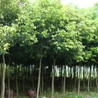 都江堰青峰園林|楨楠|小葉楨楠價格