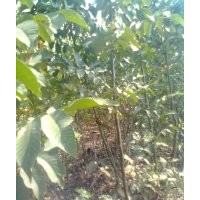 批發(fā)核桃苗 嫁接苗 實生苗