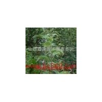 出售1-2年蘋(píng)果苗